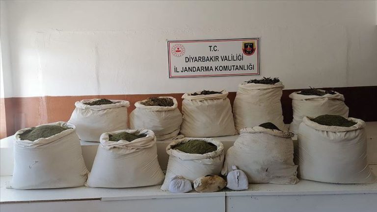 Turkey: Nearly 2.5M cannabis sativa roots seized Turkey: Nearly 2.5M cannabis sativa roots seized